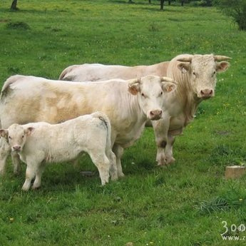 Для ВРХ